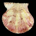 To Conchology (Cryptopecten nux PINK SUNRAY)