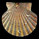 To Conchology (Leptopecten tumbezensis)