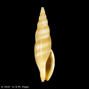 Metula angioyorum