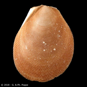 Ctenoides scaber tenera