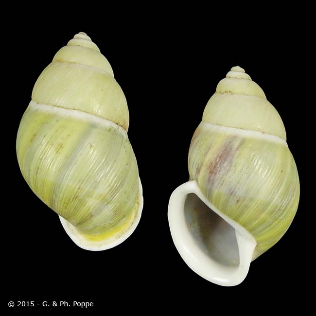 Amphidromus elviae SINISTRAL