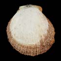 To Conchology (Spondylus candidus GIANT)