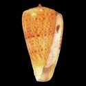 To Conchology (Pictoconus infrenatus ORANGE)