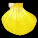 To Conchology (Mesopeplum convexum YELLOW)