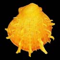 To Conchology (Spondylus ictericus YELLOW)