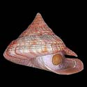 To Conchology (Perotrochus maureri)