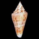 To Conchology (Tenorioconus granarius)