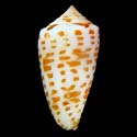 To Conchology (Phasmoconus salzmanni)