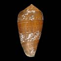 To Conchology (Darioconus tsara)