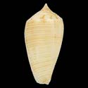 To Conchology (Phasmoconus scalptus)