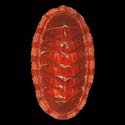 To Conchology (Chiton marmoratus)