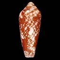 To Conchology (Darioconus magnificus NEW CALEDONIA)