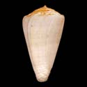 To Conchology (Monteiroconus ambiguus WHITE)