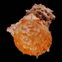 To Conchology (Spondylus orstomi)