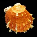 To Conchology (Spondylus ictericus ORANGE)