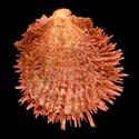 To Conchology (Spondylus multisetosus)