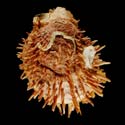 To Conchology (Spondylus reevei BROWN)