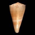 To Conchology (Kioconus recluzianus)