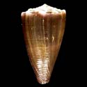 To Conchology (Lividoconus conco)