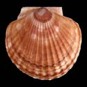 To Conchology (Patinopecten caurinus)