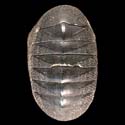 To Conchology (Chiton marquesanus)