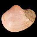 To Conchology (Lophocardium cumingii)