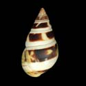 To Conchology (Liguus fasciatus f. castaneozonatus)