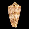 To Conchology (Phasmoconus proximus)