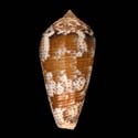 To Conchology (Pionoconus achatinus SPECIAL COLOR)