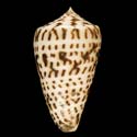 To Conchology (Phasmoconus jickelii)