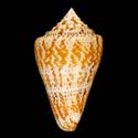 To Conchology (Tenorioconus dominicanus)