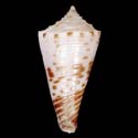 To Conchology (Conasprella boucheti)