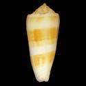 To Conchology (Pionoconus consors CHESTERFIELD FORM)