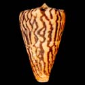 To Conchology (Ductoconus princeps)