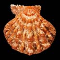 To Conchology (Nodipecten nodosus)