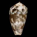 To Conchology (Pionoconus striolatus)