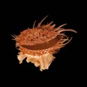 To Conchology (Spondylus marinensis)