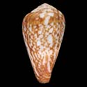 To Conchology (Varioconus tevesi)