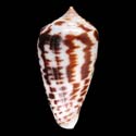 To Conchology (Phasmoconus zebra)