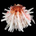 To Conchology (Spondylus leucacanthus)