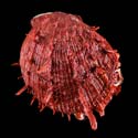 To Conchology (Spondylus ictericus DARK RED)