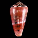 To Conchology (Pionoconus gauguini)