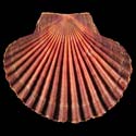 To Conchology (Leopecten diegensis)