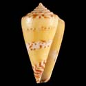 To Conchology (Pictoconus pictus YELLOW)