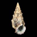 To Conchology (Cerithium nicaraguense)