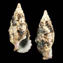 To Conchology (Cerithium nicaraguense)