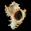 To Conchology (Chicoreus ramosus SPECIAL COLOR)