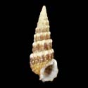 To Conchology (Cerithium novaehollandiae)