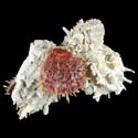 To Conchology (Spondylus asperrimus & Spondylus species CLUSTER)