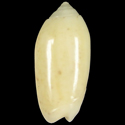 To Conchology (Oliva nitidula cf.)